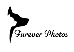 Furever Photos